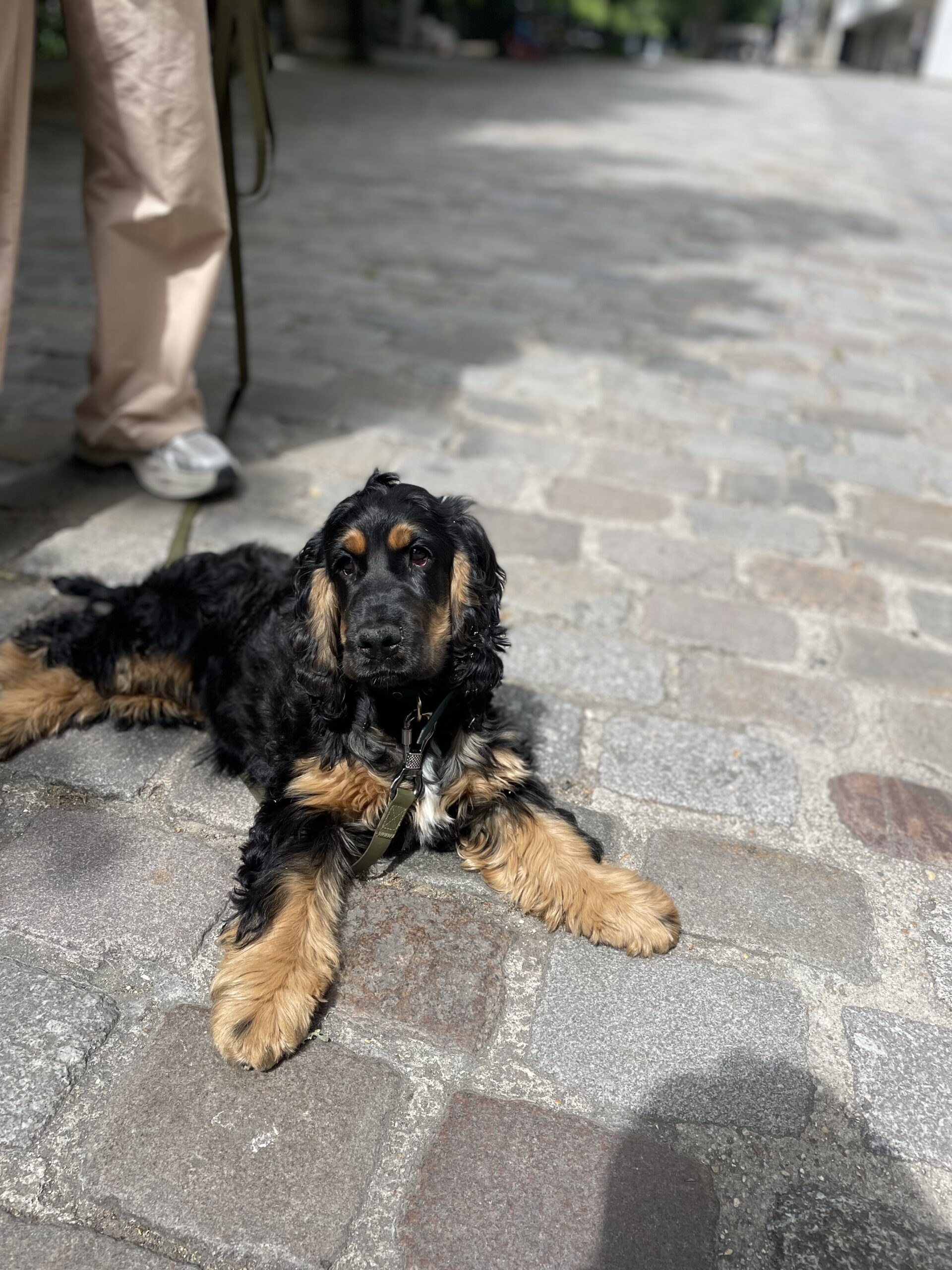 portrait cocker
