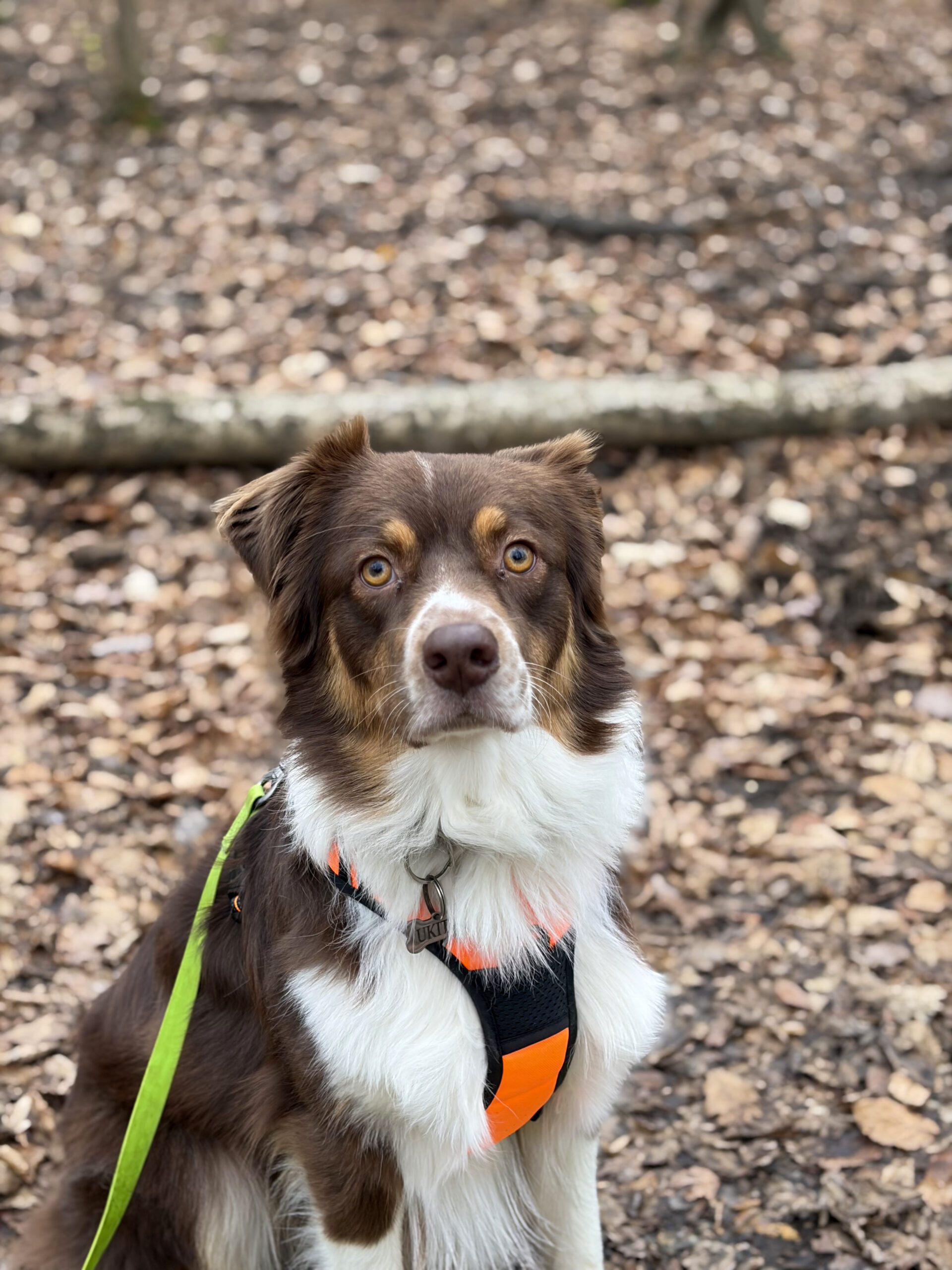 portrait berger autralien en foret