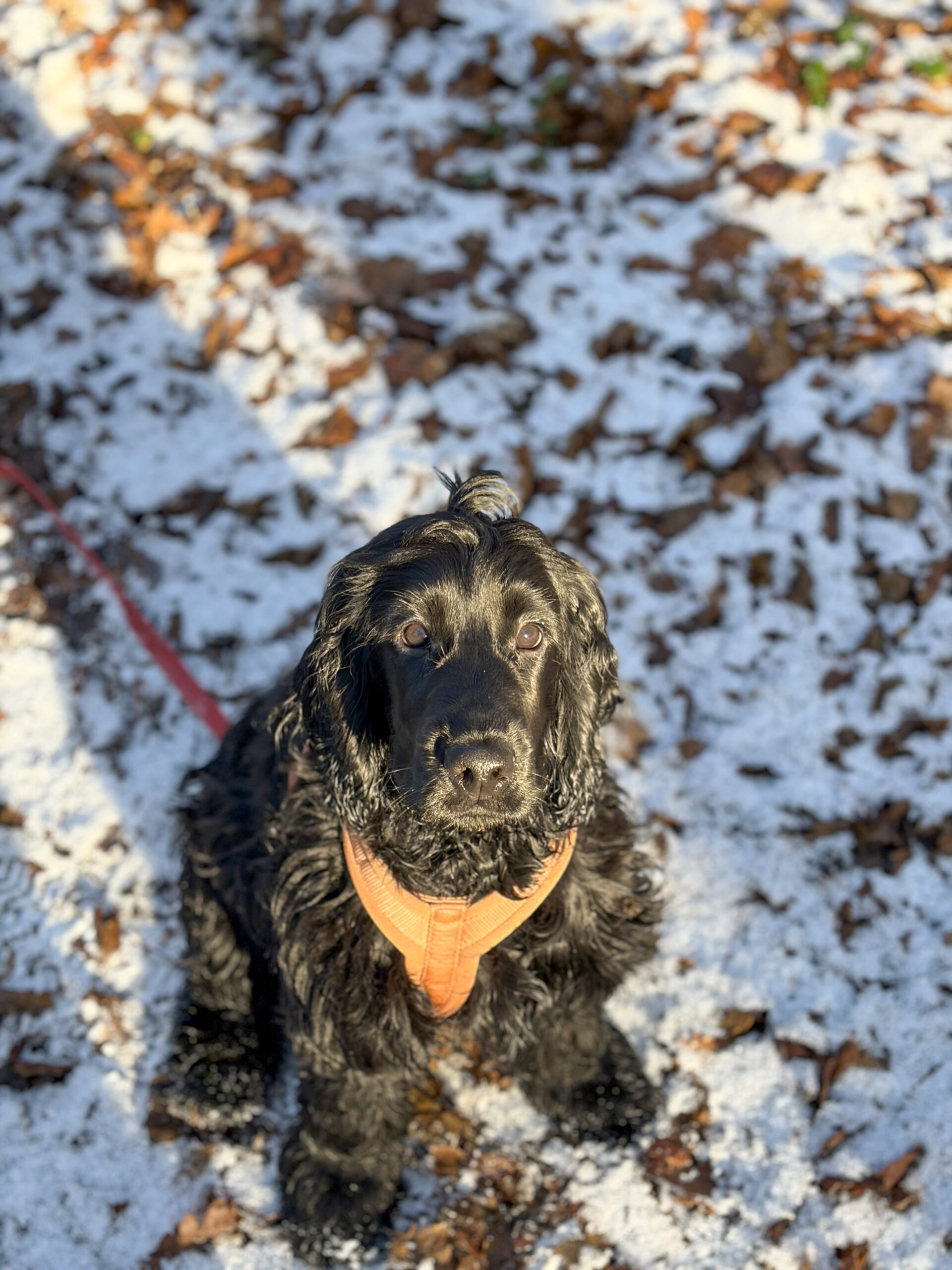 portrait cocker dans la neige