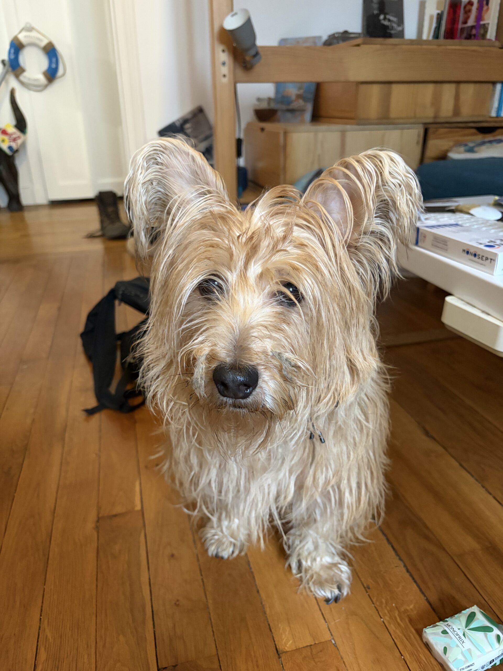 portrait chien snoopy